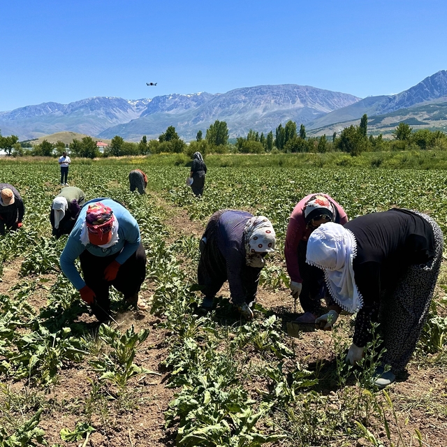 Erzincan'da kadın tarım işçileri kavurucu sıcakta pancar mesaisi yapıyor