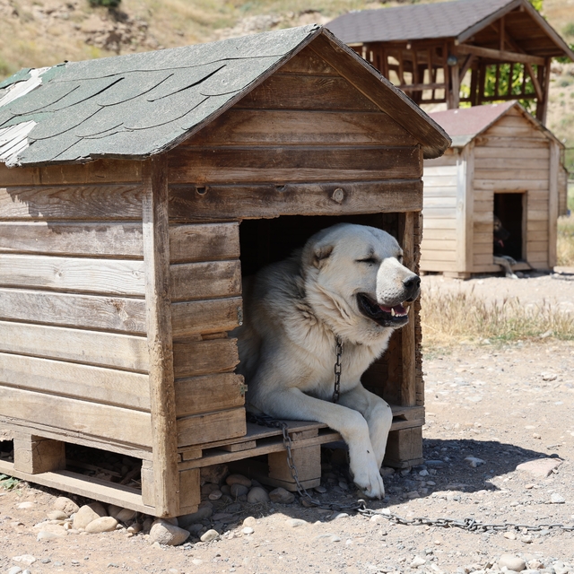 Soğuk havaya göğüs geren Kangal köpekleri sıcak yaz aylarında miskinleşiyor