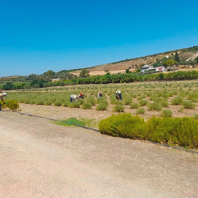 Didim Belediyesi fidanlığında üretim büyüyor