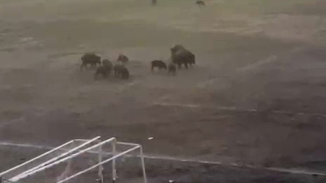 Milas'ta yaban domuzları futbol sahasını mesken tuttu
'Sahada 11'e 11 maç var' yorumları gülümsetti