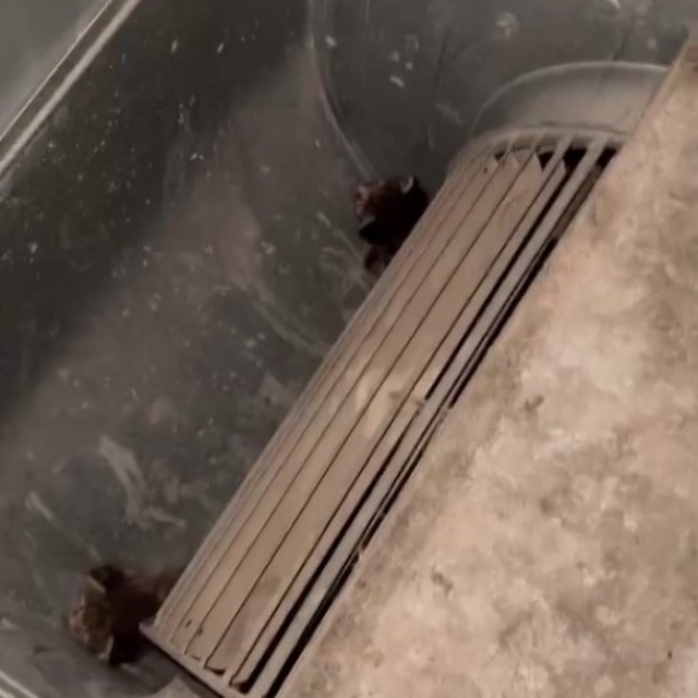 Havalandırma kazanına düşen 2 yavru kediyi öğretmen ve personel kurtardı
An...
