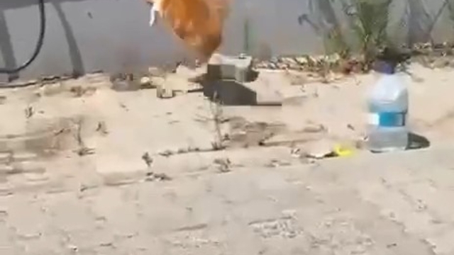Kedi ile yılanın kavgası kamerada