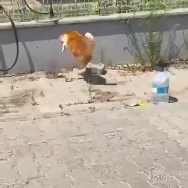 Kedi ile yılanın kavgası kamerada
