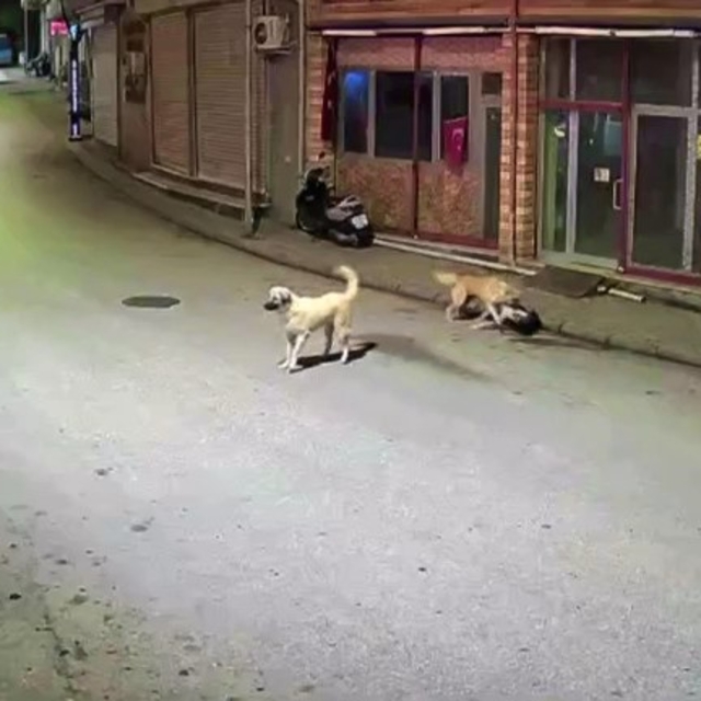 Ordu'da küçük çocuk sokak köpeklerinin saldırısına uğradı