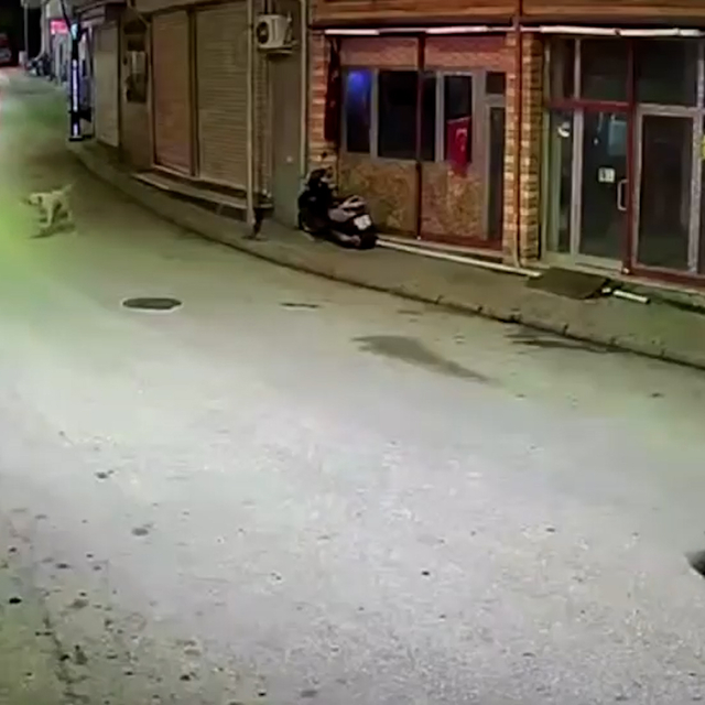 Ordu'da skuterlı çocuk köpeklerin saldırısına uğradı; o anlar kamerada