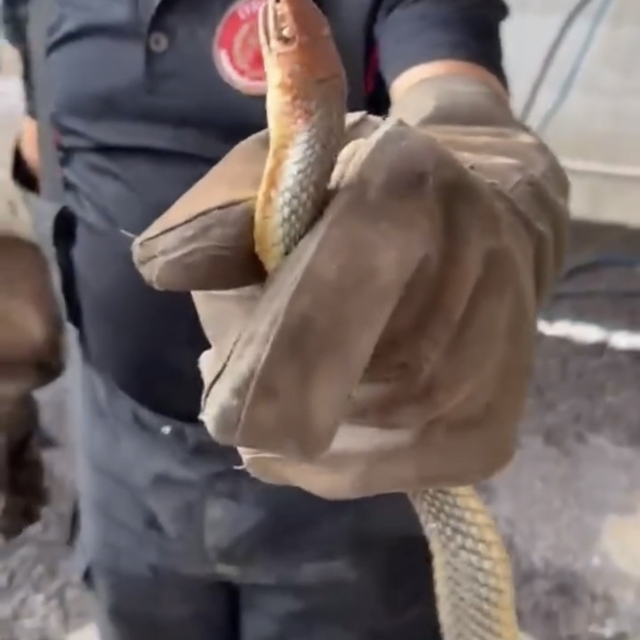 Feribottan inen araçtan yılan çıktı