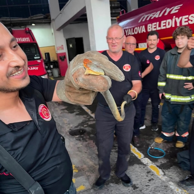 Yalova'ya feribotla gelen otomobilde yılan çıktı; o anlar kamerada