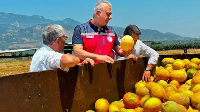 Tescilli Kırıkhan kavununda hasat devam ediyor