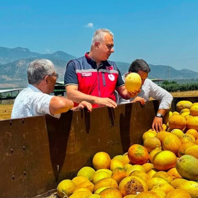 Tescilli Kırıkhan kavununda hasat devam ediyor