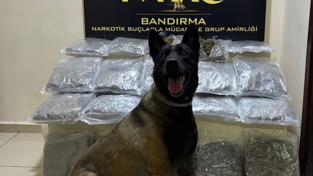 Bandırma'da gübre torbalarının altına gizlenen 11,2 kilo skunk ele geçirildi