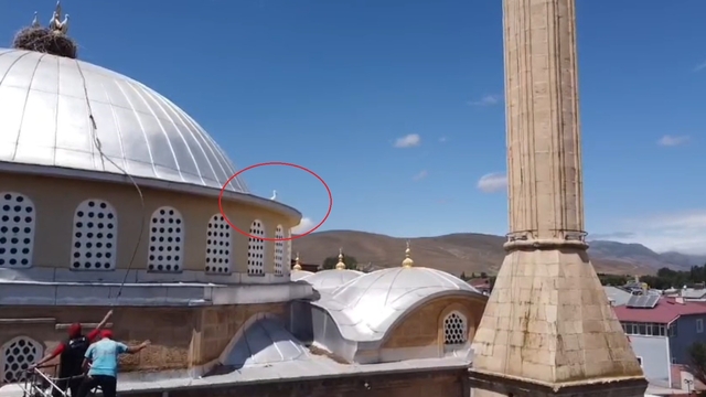 Bayburt'ta yuvasına dönemeyen yavru leylek ekipleri harekete geçirdi