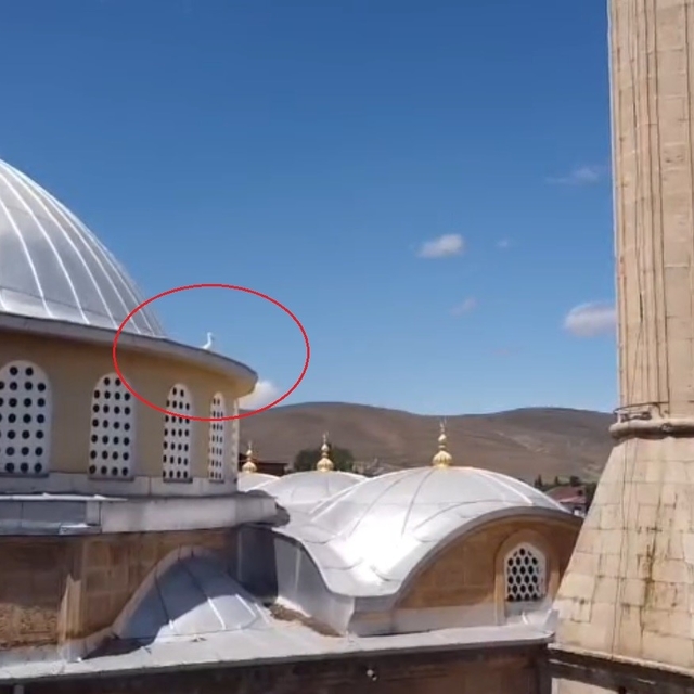 Bayburt'ta yuvasına dönemeyen yavru leylek ekipleri harekete geçirdi
