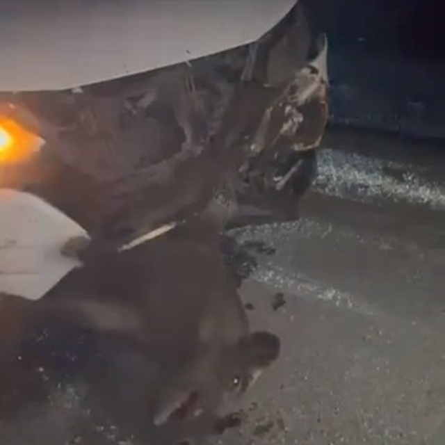 Elazığ'da domuza çarpan cip, hasar aldı