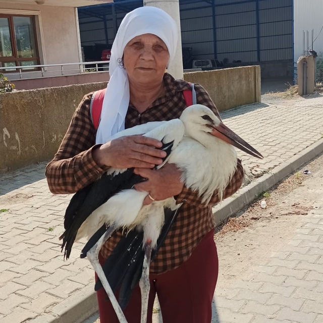 Yerde bitkin halde bulduğu yaralı leyleğe sahip çıktı