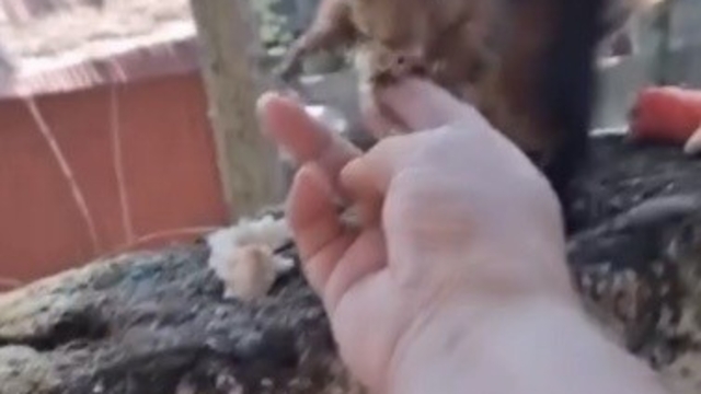 Osmaniye'de vatandaşın eliyle beslediği sincap ilgi odağı oldu