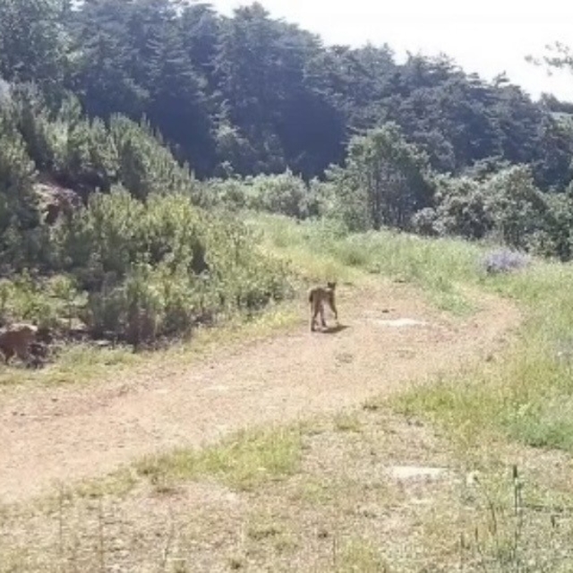 "Ormanın hayaleti" vaşak Çankırı'da görüntülendi