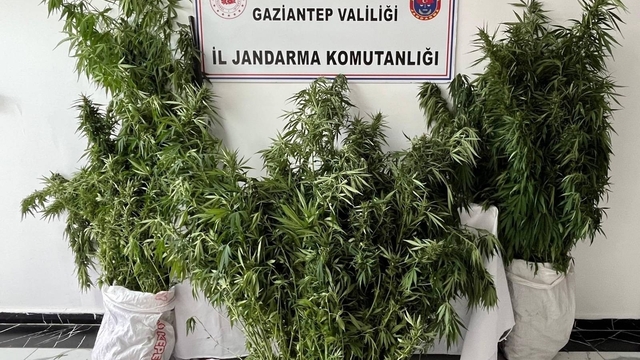 Gaziantep'te 215 kök kenevir ele geçirildi: 1 gözaltı