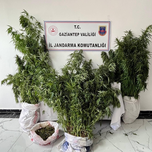 Gaziantep'te 215 kök kenevir ele geçirildi: 1 gözaltı