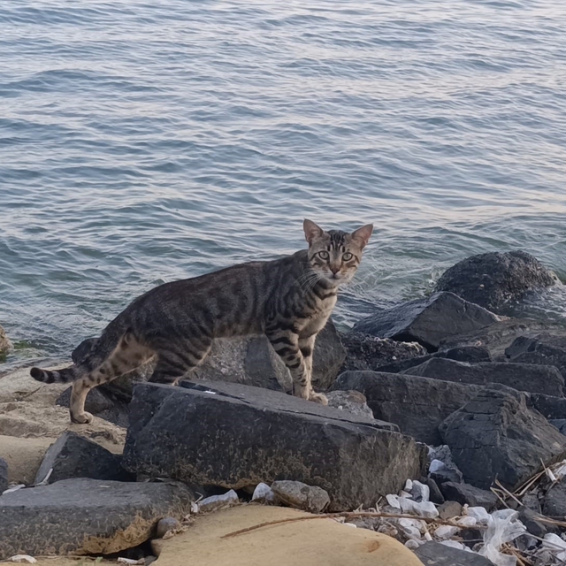 Tekirdağ sahili sıcak havada sessizliğe büründü: Sahilin yeni sahipleri ked...