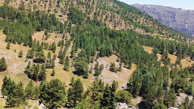 Galeri