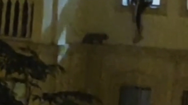 Mardin'de mahsur kalan kedi kurtarıldı