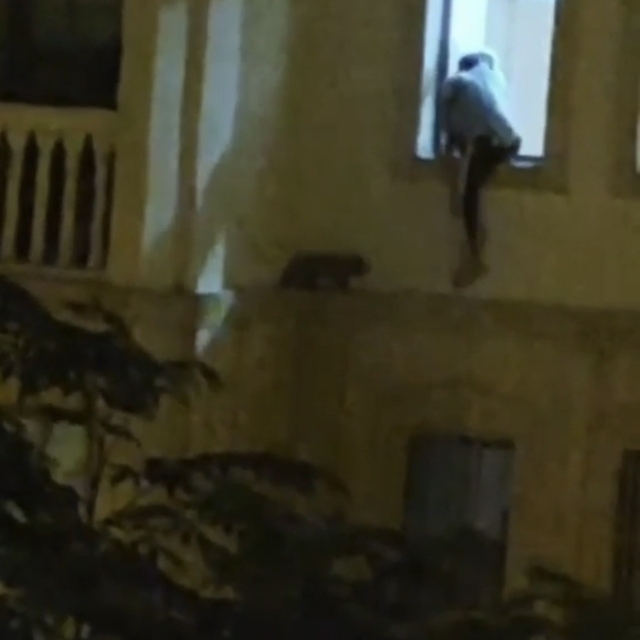 Mardin'de mahsur kalan kedi kurtarıldı