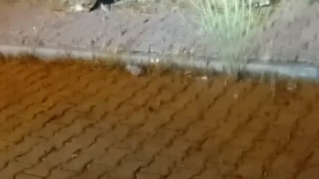 Elazığ'da kedi ile yılanın mücadelesi kamerada