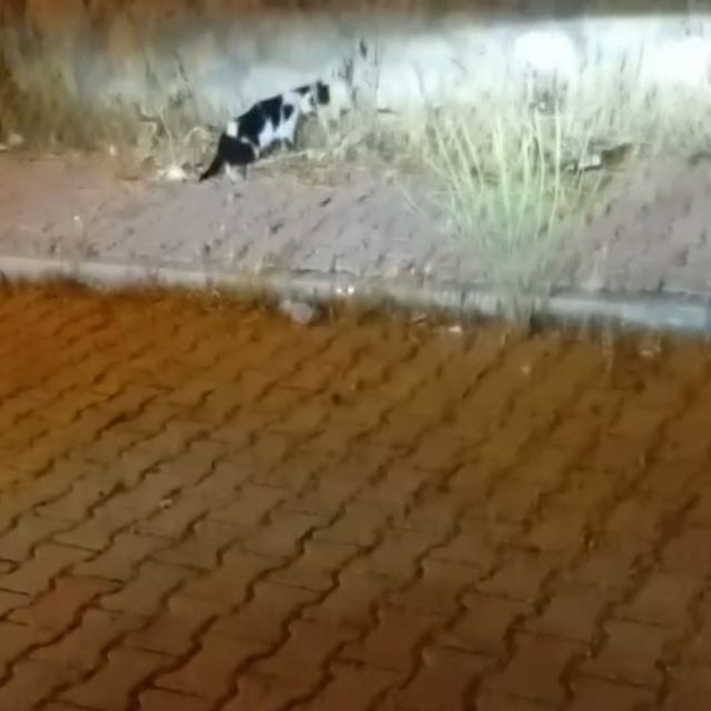 Elazığ'da kedi ile yılanın mücadelesi kamerada
