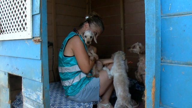 Geçici hevesle alınıp terk edilen cins köpekler, sahiplenilmeyi bekliyor