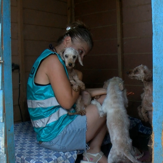 Geçici hevesle alınıp terk edilen cins köpekler, sahiplenilmeyi bekliyor