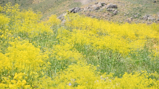 Şırnak yaylaları sarı rengine büründü