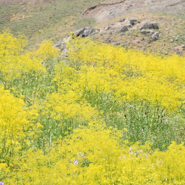Şırnak yaylaları sarı rengine büründü