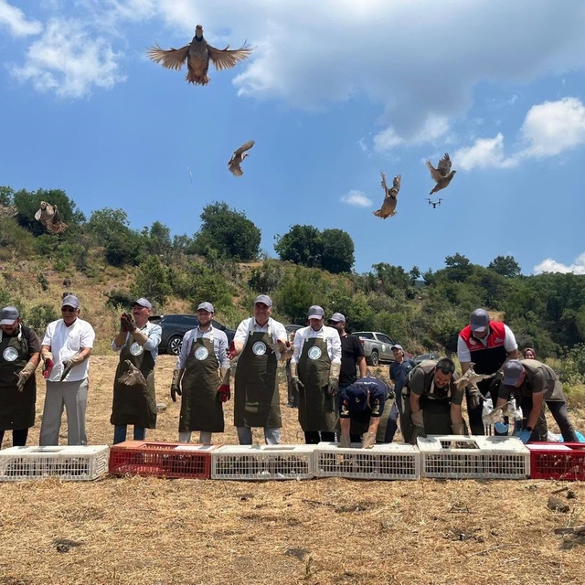 Havran'da keklikler doğal yaşam alanlarına bırakıldı