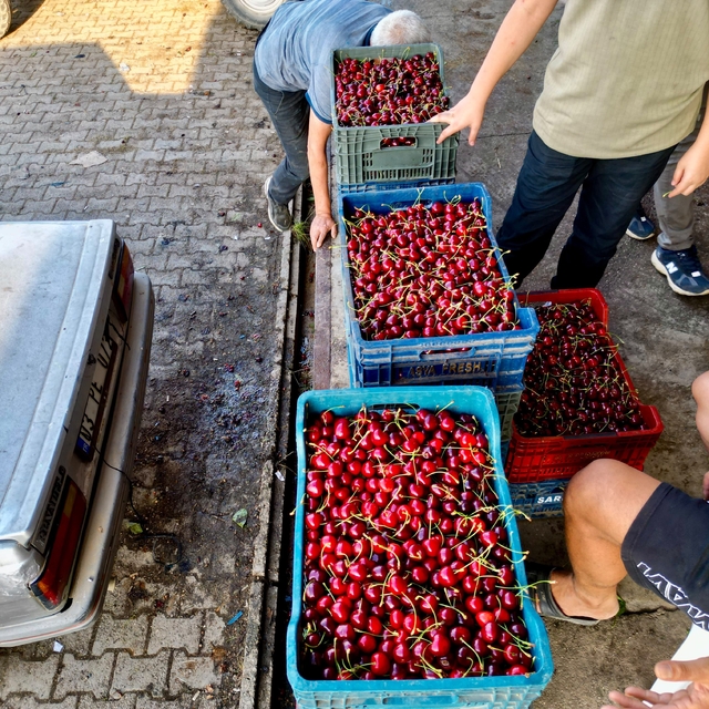 Dünya sofralarını süsleyen 'Napolyon' kirazda bereket yaşanıyor