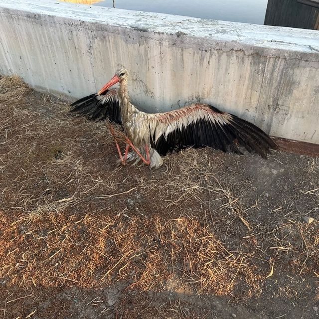 Kanala düşen leyleği itfaiye kurtardı
