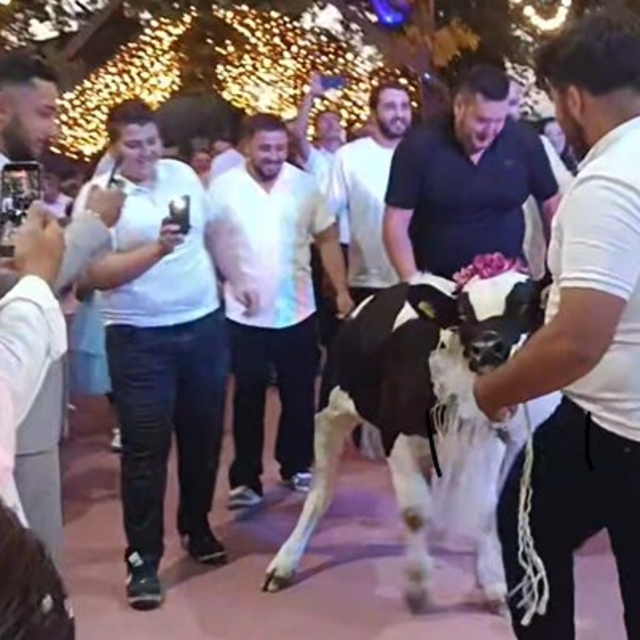 Takı töreninde damada dana hediye ettiler