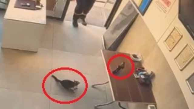 İş yerine giren kargayı kediden kurtardı; o anlar kamerada