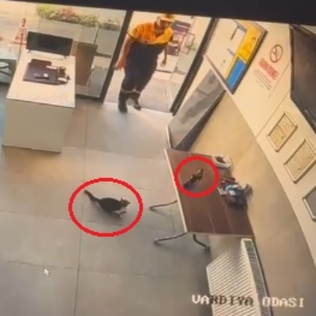 İş yerine giren kargayı kediden kurtardı; o anlar kamerada