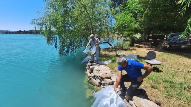 Manavgat'ta 400 bin balık yavrusu baraj gölünde bırakıldı