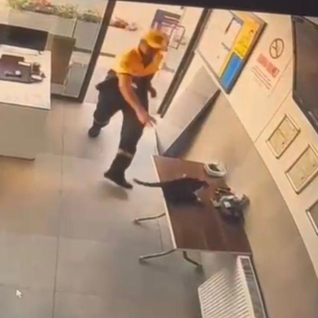Akaryakıt istasyonunda kedinin saldırdığı kargayı görevli kurtardı
Kedinin...
