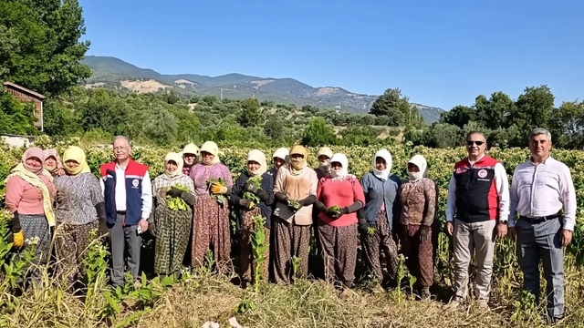 Aydın'da tütün üretiminin merkezi Karacasu'da kırım başladı