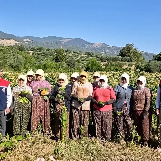 Aydın'da tütün üretiminin merkezi Karacasu'da kırım başladı