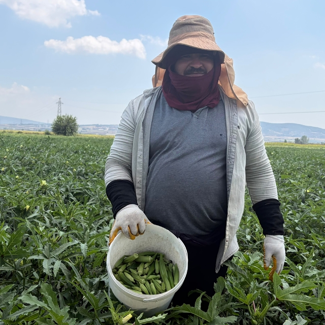 Bamyanın başkenti Osmaniye'de hasat başladı