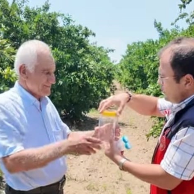 Andırın'da faydalı böcek ile doğal mücadele