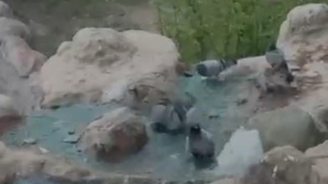 Elazığ'da kavurucu sıcaktan bunalan güvercinler suyla serinledi