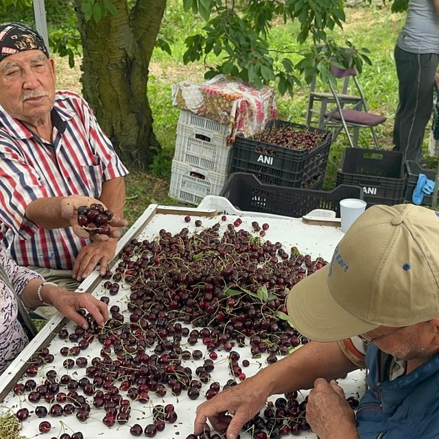 Coğrafi işaretli Akşehir ve Sultandağı kirazlarında tarihi rekor kırıldı