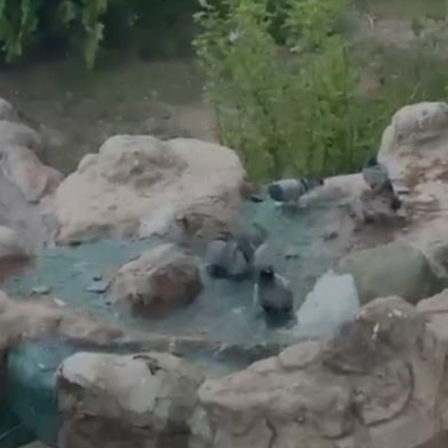 Elazığ'da kavurucu sıcaktan bunalan güvercinler suyla serinledi