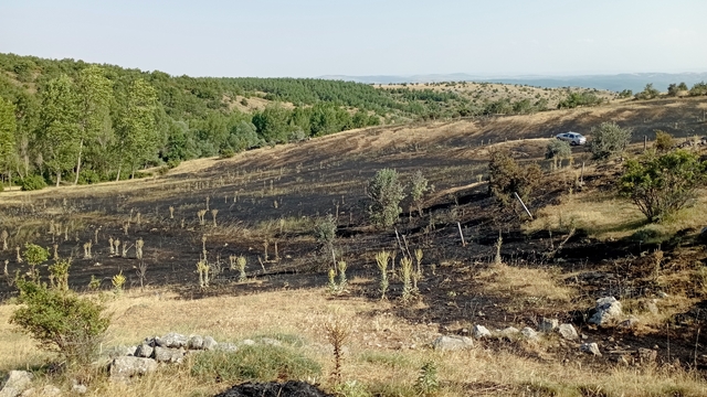 Tokat'ta örtü yangını: 15 dönüm ekili arazi küle döndü