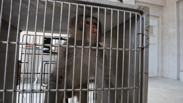 Firari maymun, ortalığı birbirine kattığı konteyner kentte kendisine ekmek vermek isteyen kadını yaraladı