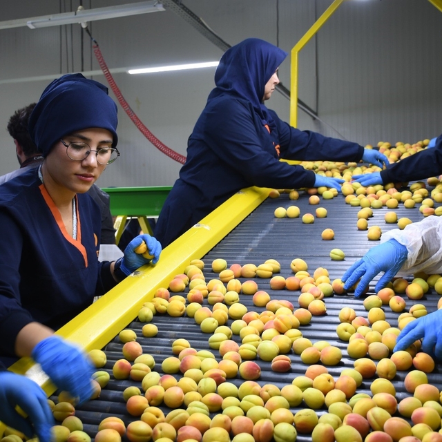 Malatya'da yaş kayısı hasadı ve ihracatı sürüyor